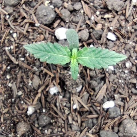 Amnésia Haze Auto (ppt) growlog timeline photo