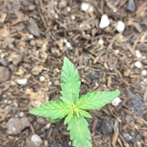 Amnésia Haze Auto (ppt) growlog timeline photo