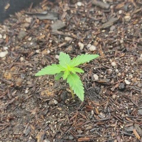 Amnésia Haze Auto (ppt) growlog timeline photo