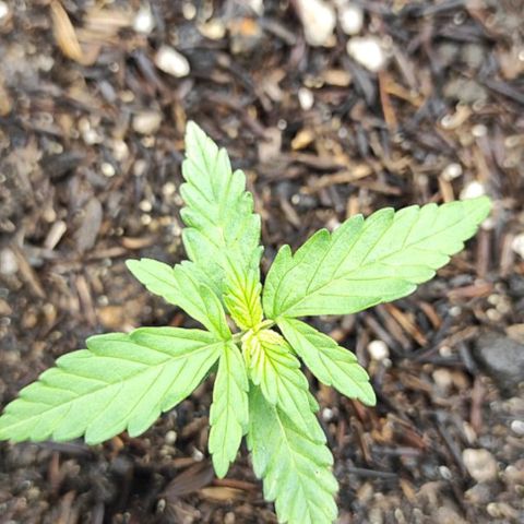 Amnésia Haze Auto (ppt) growlog timeline photo