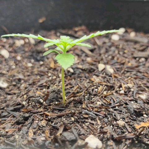 Amnésia Haze Auto (ppt) growlog timeline photo