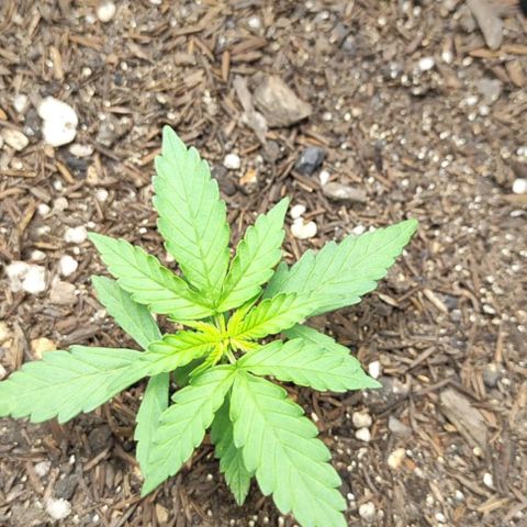 Amnésia Haze Auto (ppt) growlog timeline photo
