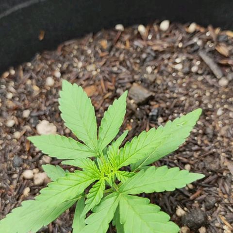 Amnésia Haze Auto (ppt) growlog timeline photo