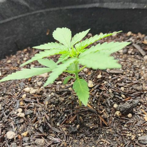 Amnésia Haze Auto (ppt) growlog timeline photo