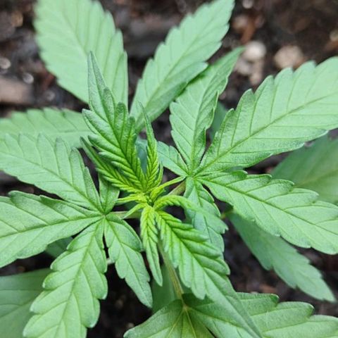 Amnésia Haze Auto (ppt) growlog photo: Poda realizada na parte inferior. 
Aplicação de húmus, farinha de isso, torta de mamona e bokashi