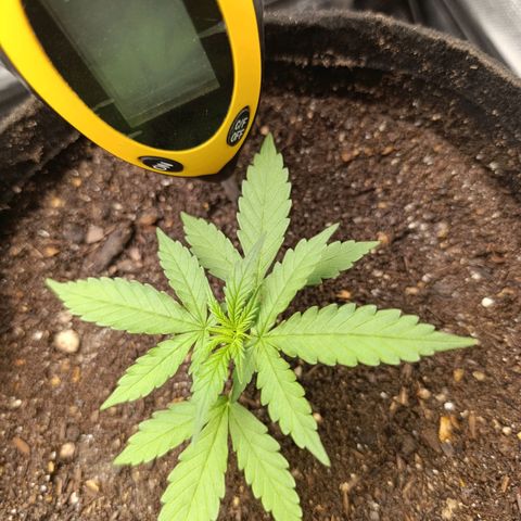 Amnésia Haze Auto (ppt) growlog timeline photo