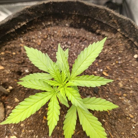 Amnésia Haze Auto (ppt) growlog timeline photo