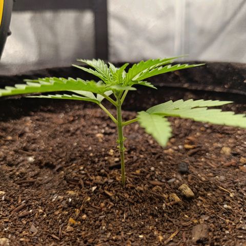 Amnésia Haze Auto (ppt) growlog timeline photo