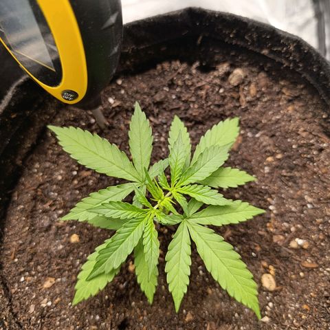 Amnésia Haze Auto (ppt) growlog timeline photo