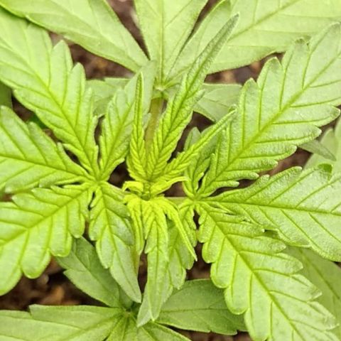 Amnésia Haze Auto (ppt) growlog timeline photo