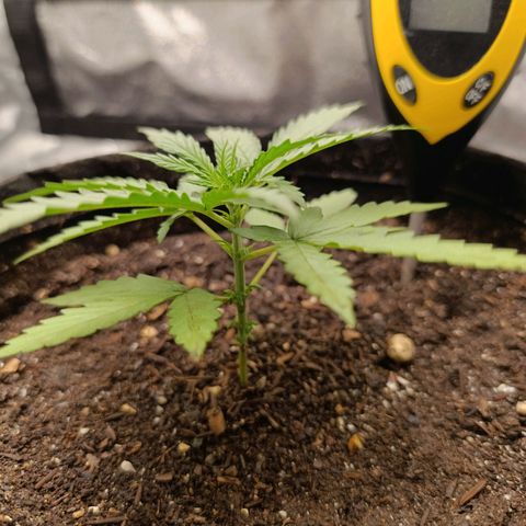 Amnésia Haze Auto (ppt) growlog timeline photo