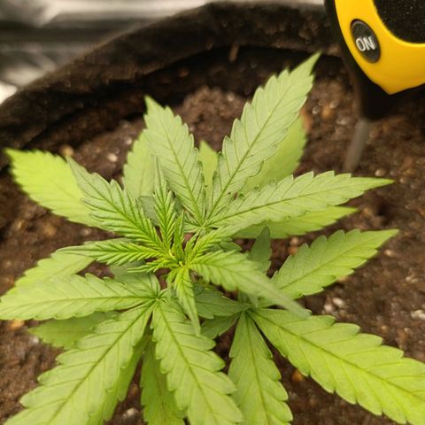 Amnésia Haze Auto (ppt) growlog timeline photo