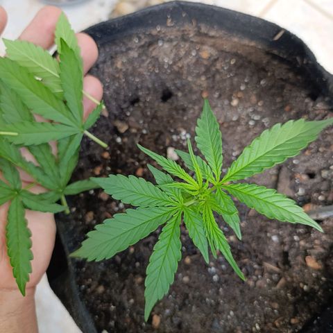 Amnésia Haze Auto (ppt) growlog timeline photo