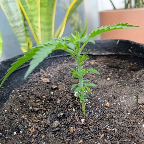 Amnésia Haze Auto (ppt) growlog timeline photo