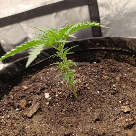Amnésia Haze Auto (ppt) growlog timeline photo