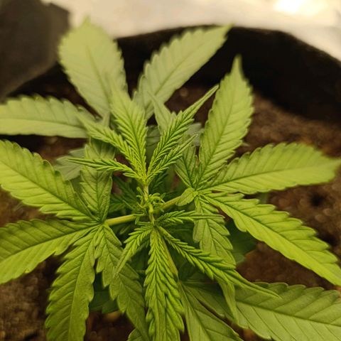 Amnésia Haze Auto (ppt) growlog timeline photo