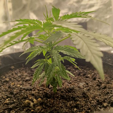 Amnésia Haze Auto (ppt) growlog timeline photo