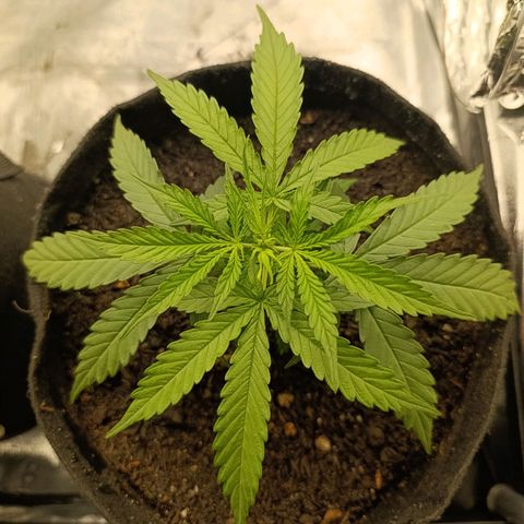 Amnésia Haze Auto (ppt) growlog timeline photo