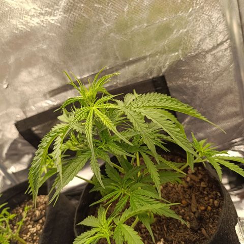 Amnésia Haze Auto (ppt) growlog timeline photo
