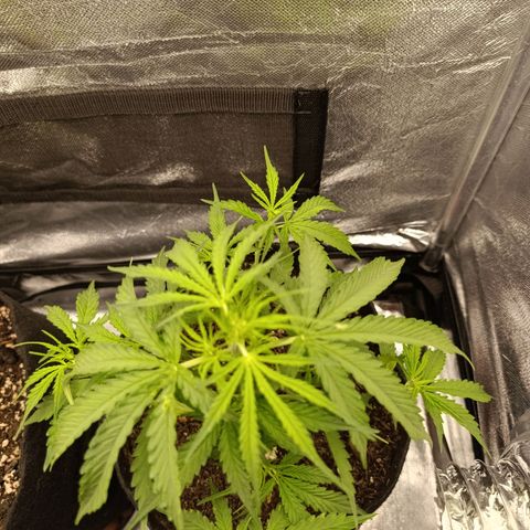 Amnésia Haze Auto (ppt) growlog timeline photo