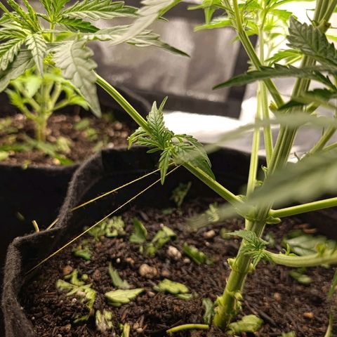 Amnésia Haze Auto (ppt) growlog timeline photo