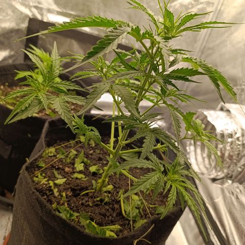 Amnésia Haze Auto (ppt) growlog timeline photo