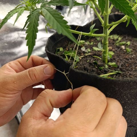 Amnésia Haze Auto (ppt) growlog timeline photo
