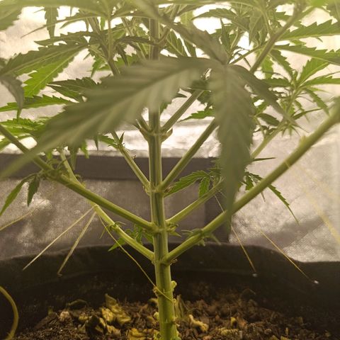 Amnésia Haze Auto (ppt) growlog timeline photo
