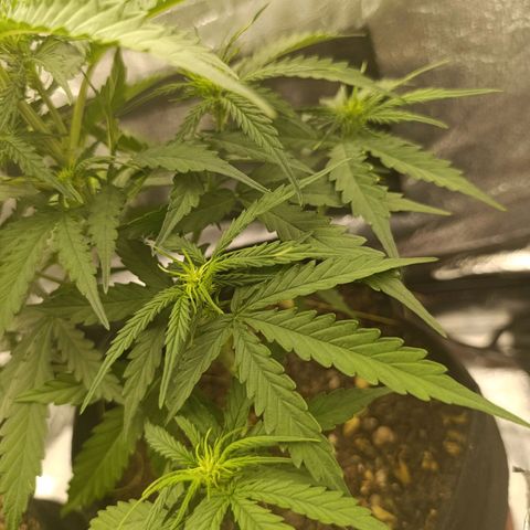 Amnésia Haze Auto (ppt) growlog timeline photo