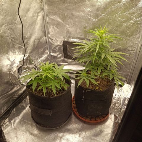 Amnésia Haze Auto (ppt) growlog timeline photo