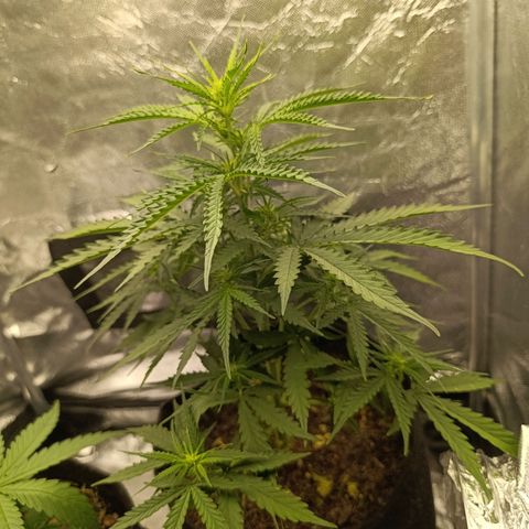 Amnésia Haze Auto (ppt) growlog timeline photo