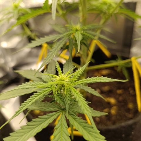Amnésia Haze Auto (ppt) growlog timeline photo