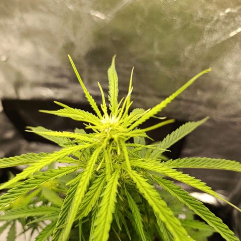 Amnésia Haze Auto (ppt) growlog timeline photo