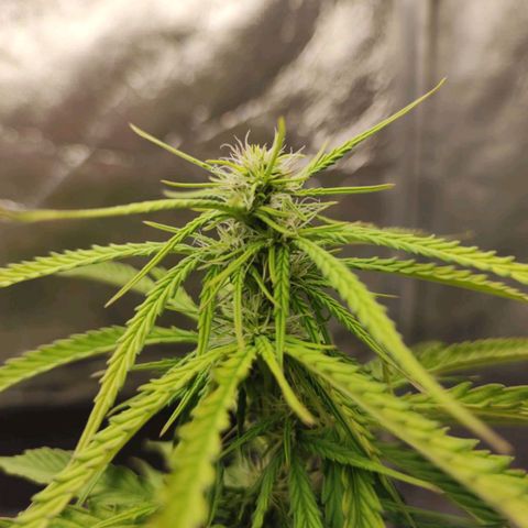 Amnésia Haze Auto (ppt) growlog timeline photo