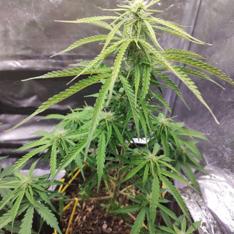 Amnésia Haze Auto (ppt) growlog timeline photo