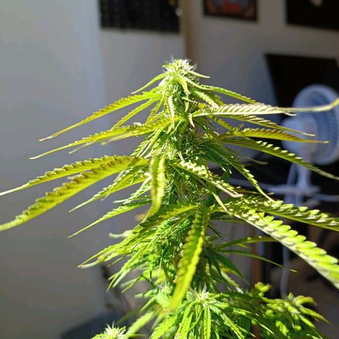 Amnésia Haze Auto (ppt) growlog timeline photo