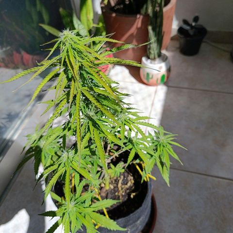 Amnésia Haze Auto (ppt) growlog timeline photo