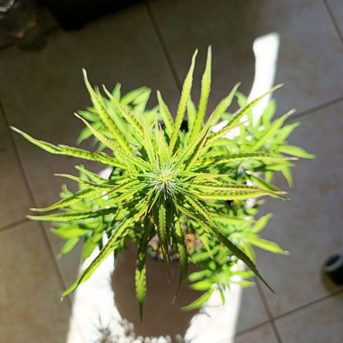 Amnésia Haze Auto (ppt) growlog timeline photo