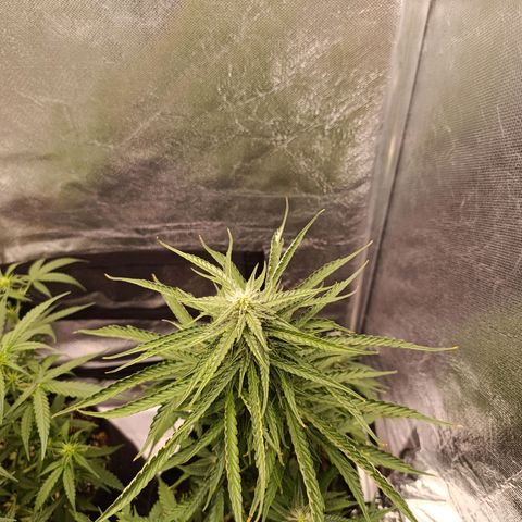 Amnésia Haze Auto (ppt) growlog timeline photo