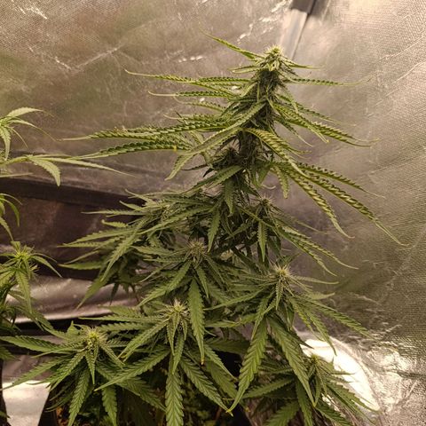 Amnésia Haze Auto (ppt) growlog timeline photo