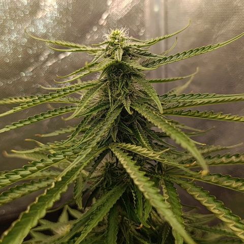 Amnésia Haze Auto (ppt) growlog timeline photo