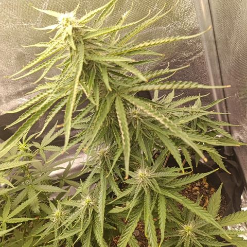 Amnésia Haze Auto (ppt) growlog timeline photo