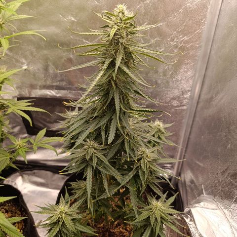 Amnésia Haze Auto (ppt) growlog timeline photo