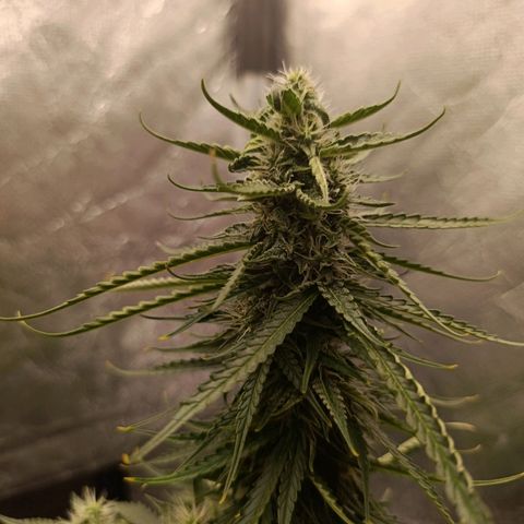Amnésia Haze Auto (ppt) growlog timeline photo