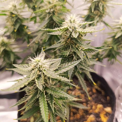 Amnésia Haze Auto (ppt) growlog timeline photo