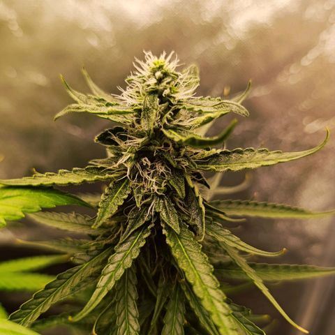 Amnésia Haze Auto (ppt) growlog timeline photo