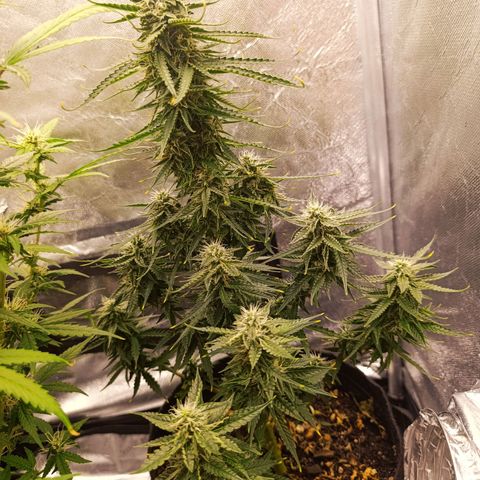 Amnésia Haze Auto (ppt) growlog timeline photo