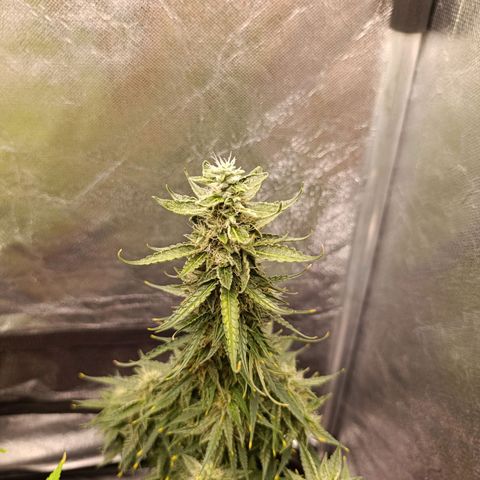 Amnésia Haze Auto (ppt) growlog timeline photo
