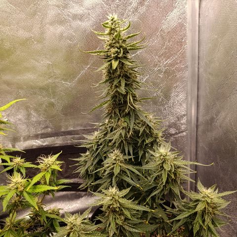Amnésia Haze Auto (ppt) growlog timeline photo