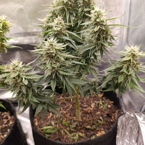 Amnésia Haze Auto (ppt) growlog timeline photo
